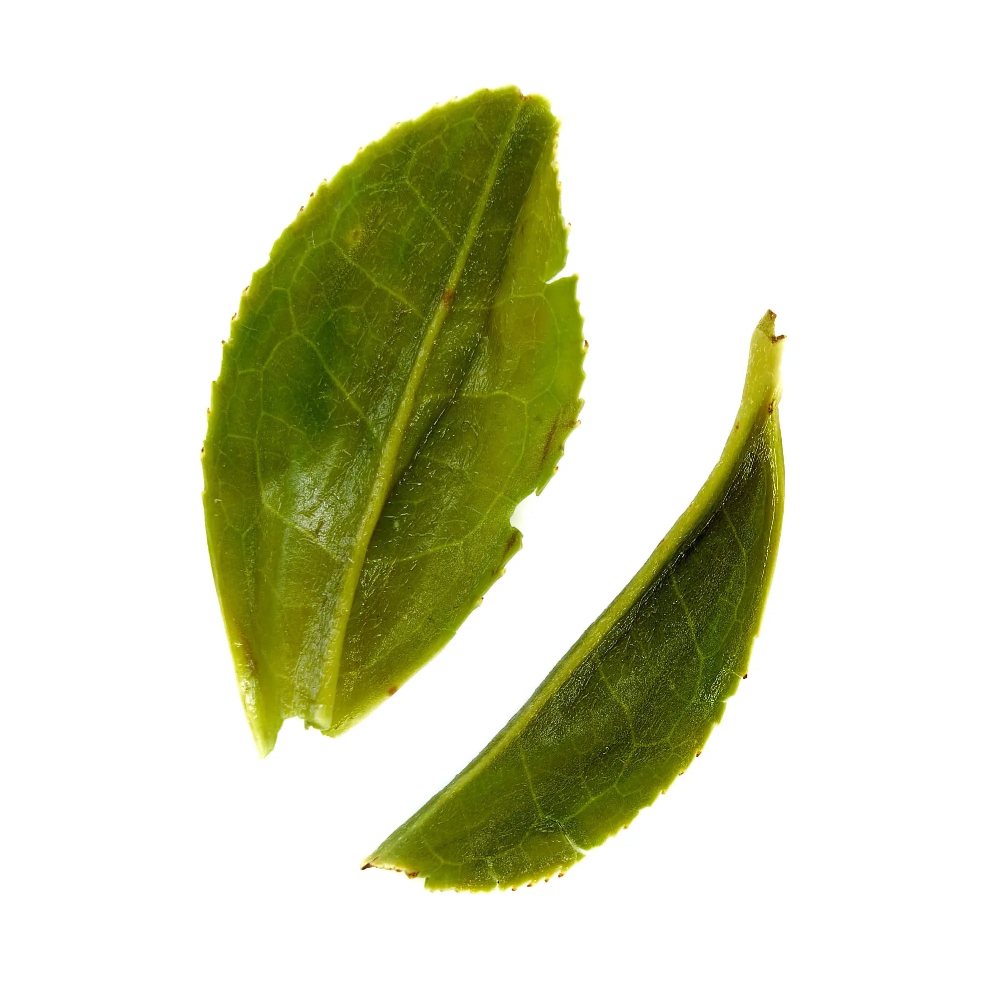 Rare Leaves Emerald - Single Estate Pi Lo Chun Green Tea